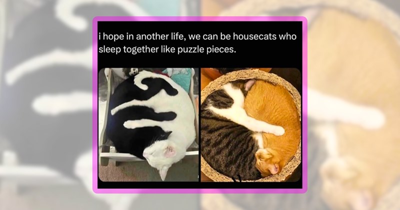 30 cat memes | thumbnail includes one meme including 'i hope in another life, we can be housecats who sleep together like puzzle pieces.'