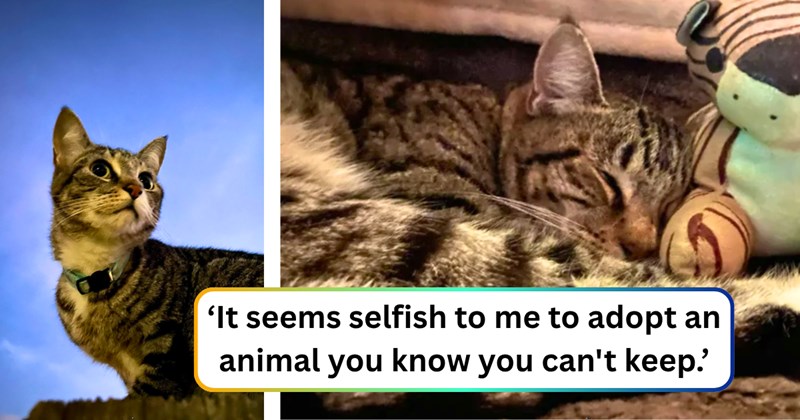 25 text pictures, 3 cat pictures | thumbnail includes two pictures of a cat, and ‘It seems selfish to me to adopt an animal you know you can't keep.’