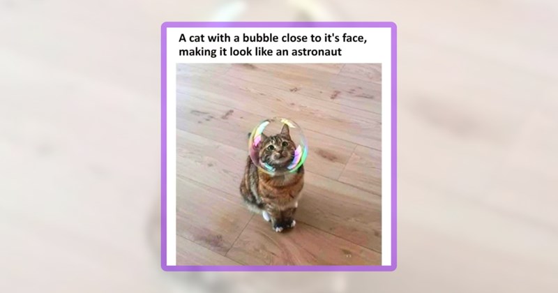 32 cat memes | thumbnail includes one meme including 'A cat with a bubble close to it's face, making it look like an astronaut'