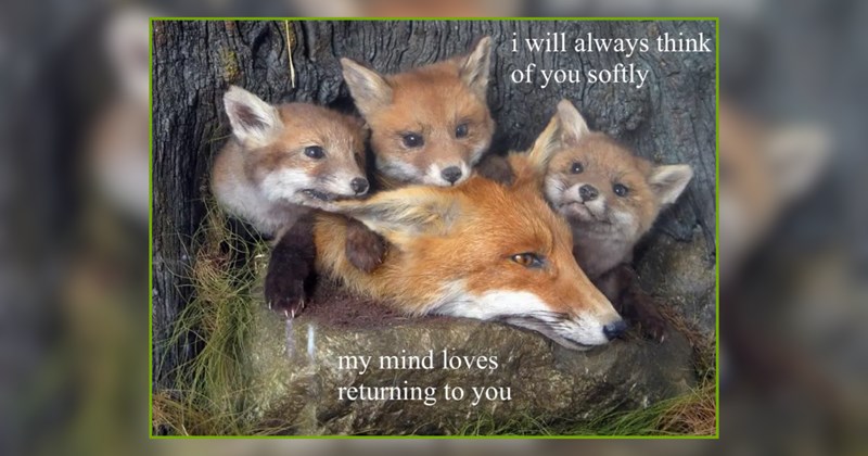 22 Enchanted Forest Foxes Straight Out of a Fairytale