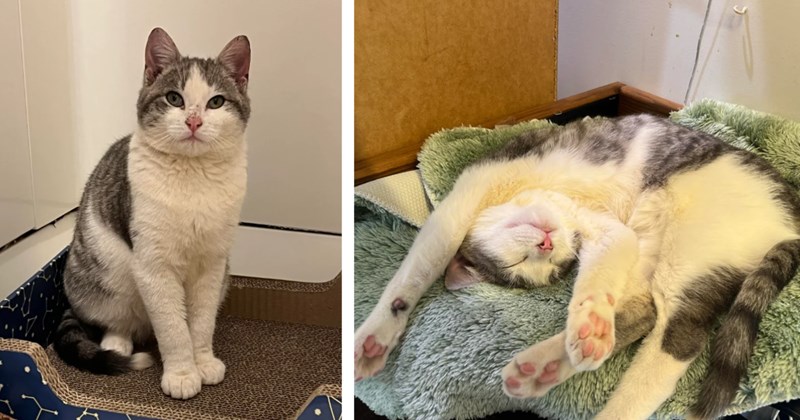 Good-hearted strangers band together to save grey loaf off of NYC highway in the nick of time, one happy guy gets to take him home after the daring rescue mission