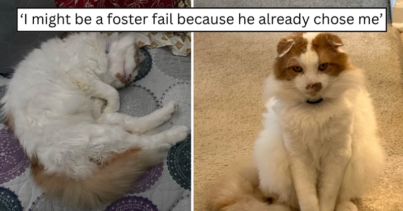 26 pictures of cats and text | thumbnail includes two pictures of a catand one picture of text including '‘I might be a foster fail because he already chose me’' 