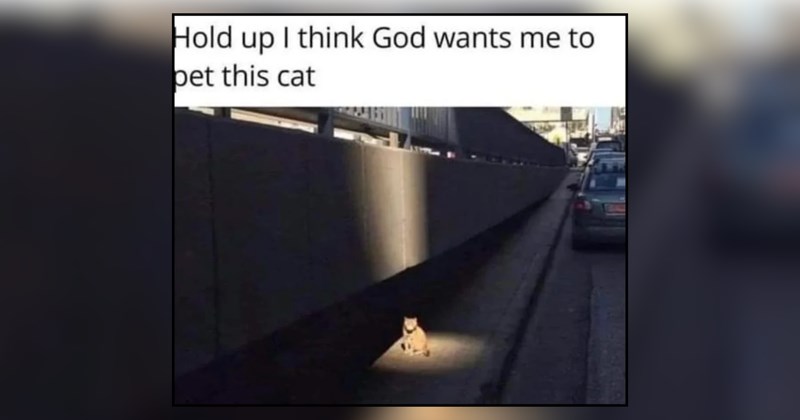 21 cat memes | thumbnail includes one meme and one picture of text including 'Hold up I think God wants me to pet this cat' 