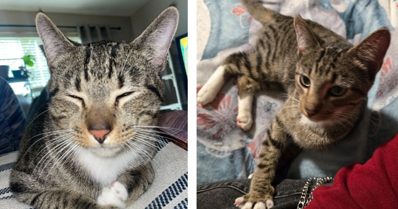 'I miss him everyday': Stray finds woman on her birthday in the midst of a breakup, she gives him to friend due to mom's allergies but he still lives in her heart