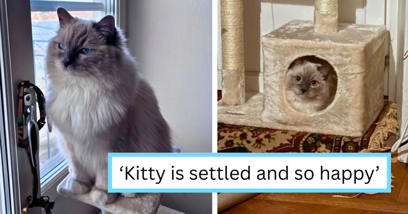 Story of a cat sitter adopting ragdoll kitten after client gave them their cat | Thumbnail includes one picture of a ragdoll cat, one picture of a ragdoll cat in a cat tree, and one picture of text including '‘Kitty is settled and so happy’'