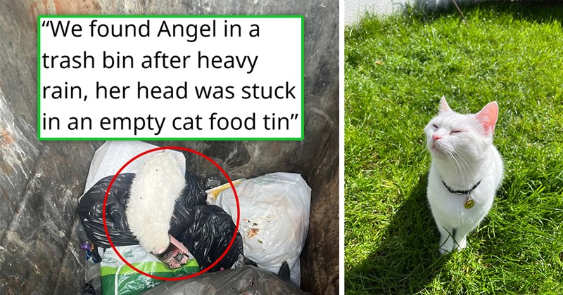 story about someone rescuing a white kitten who was stuck in a trash can | thumbnail includes two pictures including a kitten in the trash and a happy white cat on green grass 'we found Angel in a trash bin after heavy rain, her head was stuck in an empty cat food tin'