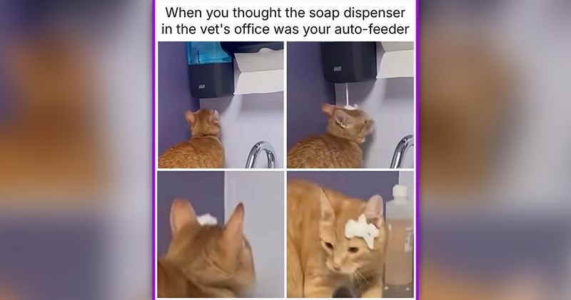 funny cat memes | thumbnail includes one meme of a confued ginger cat with soap on its head 'When you thought the soap dispenser in the vet's office was your auto-feeder'