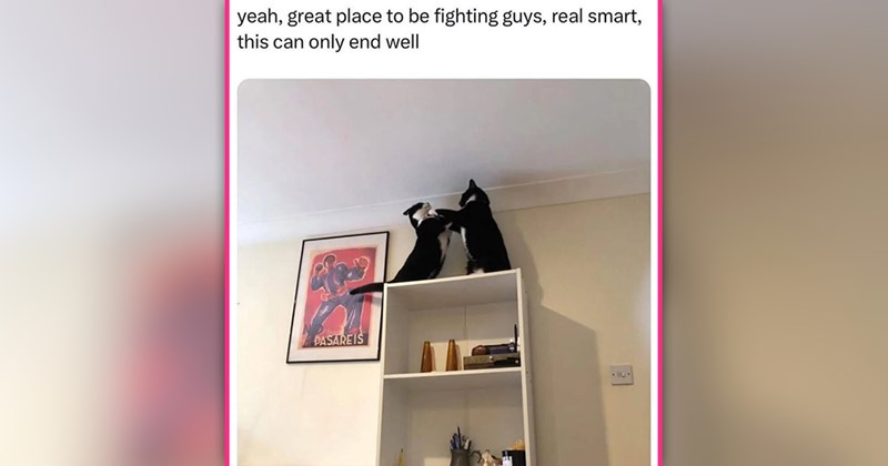 funny cat memes | thumbnail includes one meme of two cats fighting on top of a bookshelf 'yeah, great place to be fighting guys, real smart, this can only end well'