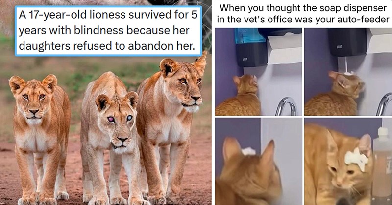 20 best cat memes tweets and stories | thumbnail includes a picture of a blind lion 'A 17-year-old lioness survived for 5 years with blindness because her daughters refused to abandon her' and a meme of a cat with soap on its head 'Her two daughters hunted for her every day'