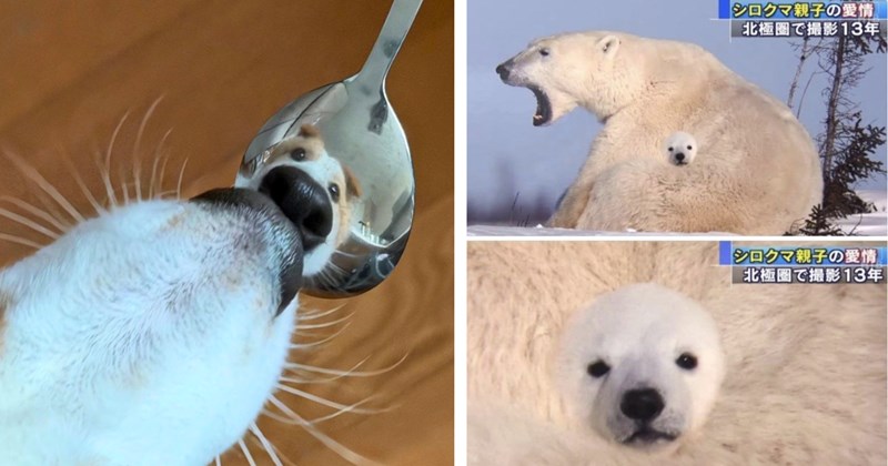 46 animal pictures | Thumbnail includes one picture of a dog's nose and a reflection of a dog in a metal spoon, and one picture of a mom and cub polar bear including 'シロクマ親子の愛情 北極圏で撮影13年 シロクマ親子の愛情 北極圏で撮影13年'