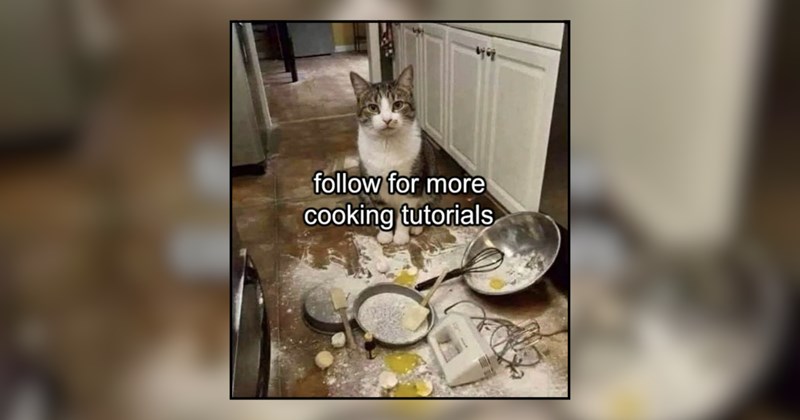 23 Meowgical Cat Memes Full of Mischief and Marvel