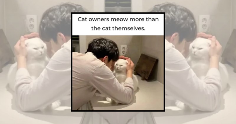 funny cat memes wholesome cats adorable cats cat pictures cute cats funny cats Cats Cats - 45095941