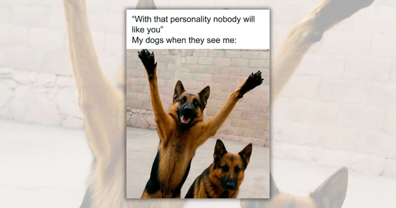 27 dog memes | Thumbnail includes one meme including '"With that personality nobody will like you" My dogs when they see me:'