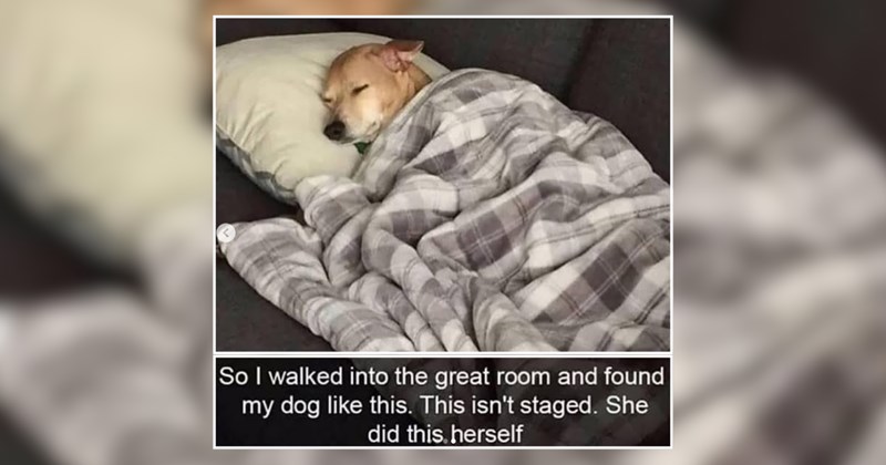 20 Fluffy Pets to Warm Your Soul on a Quiet Day