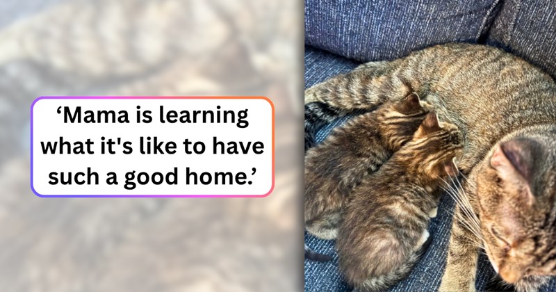 6 cat pictures | thumbnail includes one picture of cats, and ‘Mama is learning what it's like to have such a good home.’