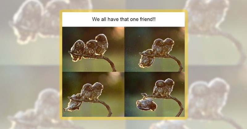 25 animal memes | thumbnail includes one meme including 'We all have that one friend!!'