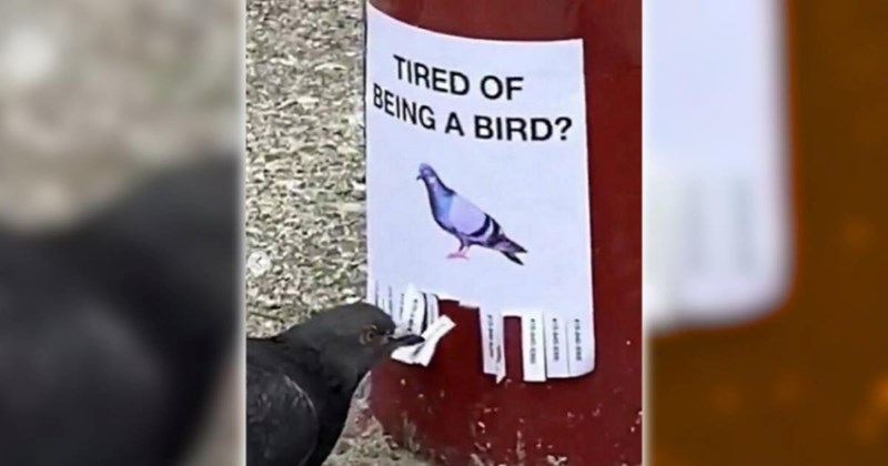 26 Wildly Wholesome Animal Memes for a Wonderfully Warm Week (April 21, 2026)