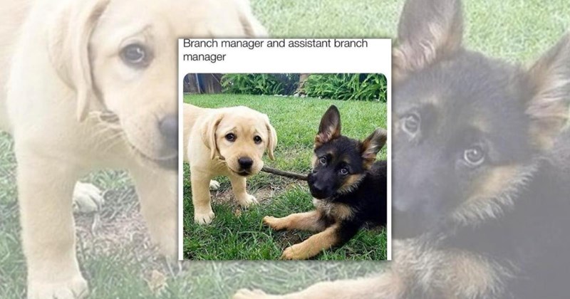 cute dogs cute doggos wholesome animals doggos funny dogs animal memes Doggos - 45116677