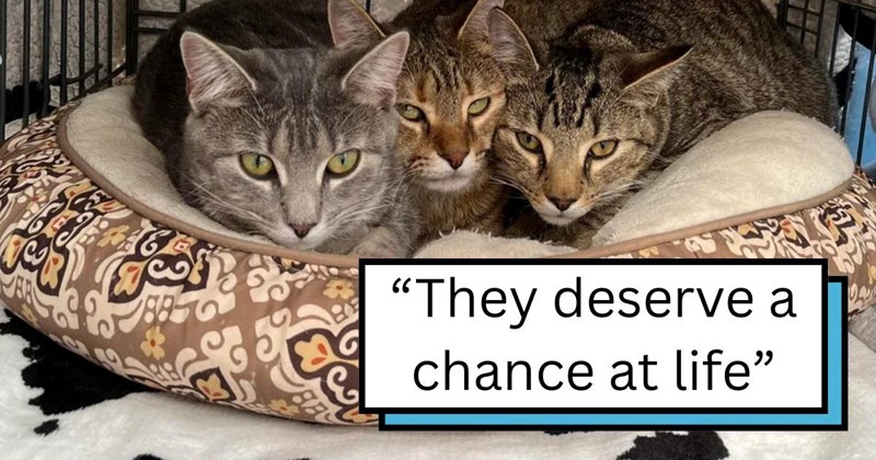 foster cat cats kittens cute 