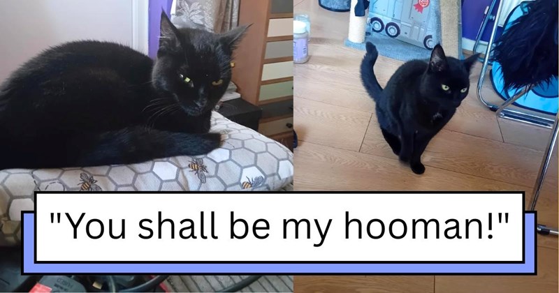 cats rescued black-cat cute