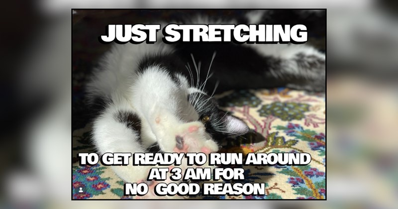 20 cat memes | thumbnail includes one meme and one picture of text including 'JUST STRETCHING TO GET READY TO RUN AROUND AT 3AM FOR NO GOOD REASON' 