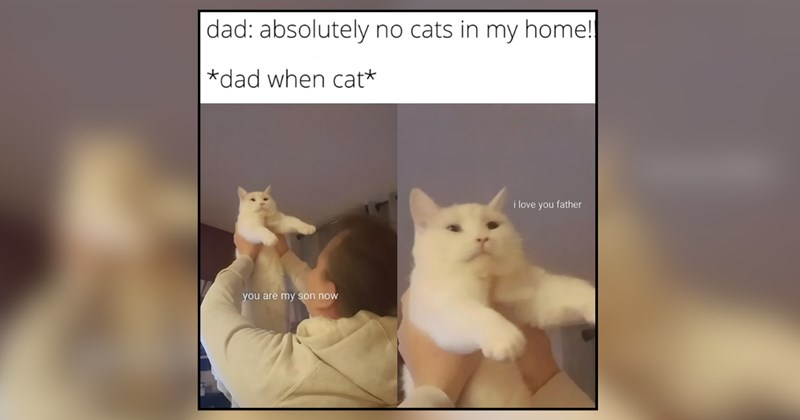 22 cat memes | thumbnail includes one meme and one picture of text including '' 
