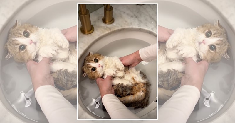 humor wholesome hilarious wholesome cats adorable cats Memes funny cats funny cat memes Cats - 45128965