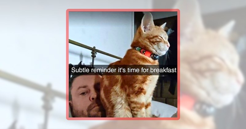 21 cat memes | thumbnail includes one meme including 'Subtle reminder it's time for breakfast'