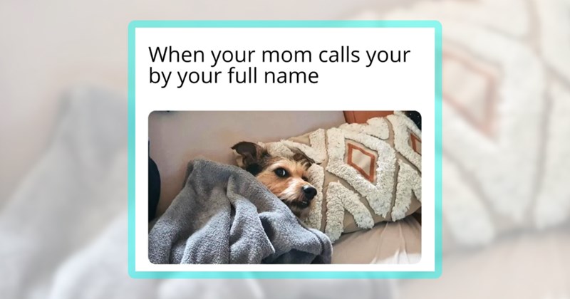27 dog memes | thumbnail incluides one meme including 'When your mom calls your by your full name'