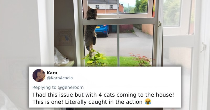 32 tweets of not my cat moments | Thumbnail includes one picture of a cat climbing into a house through a window and one picture of text including 'Kara @KaraAcacia Replying to @generoom I had this issue but with 4 cats coming to the house! This is one! Literally caught in the action'