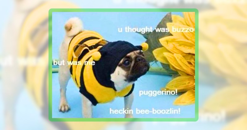 23 pug memes | thumbnail includes one meme including 'u thought was buzzo but was me puggerino! heckin bee-boozlin!'