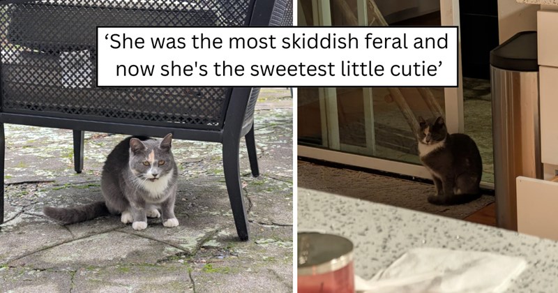 38 pictures of cats and text | thumbnail includes two pictures of a cat and one picture of text including '‘She was the most skiddish feral and now she's the sweetest little cutie’' 