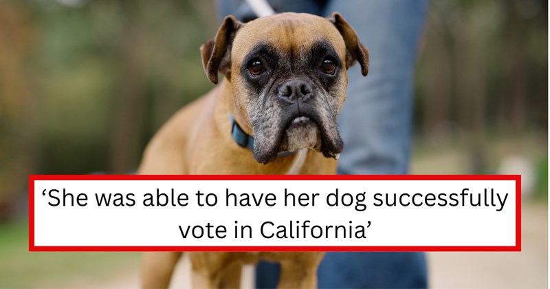 Story of a California woman getting caught registering her dog to vote and getting caught | Thumbnail includes one picture of a Boxer dog walking with owner in park, and one picture of text including ''She was able to have her dog successfully vote in California''