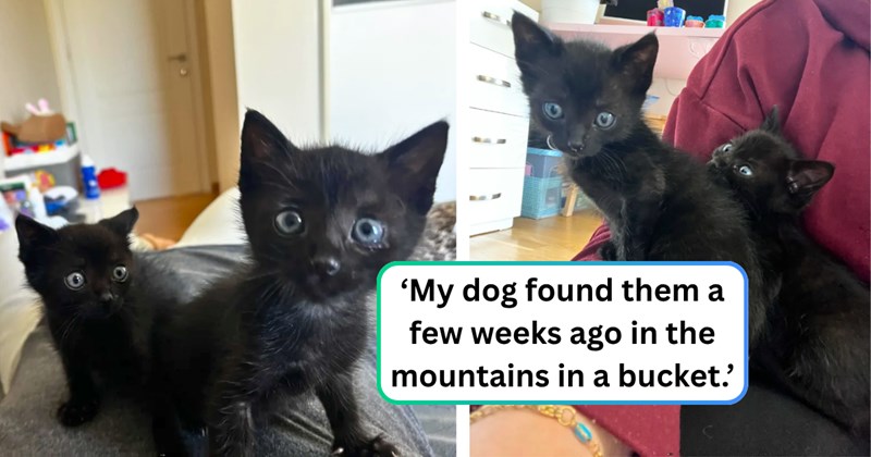 3 cat pictures | thumbnail includes two pictures of cats, and ‘My dog found them a few weeks ago in the mountains in a bucket.’