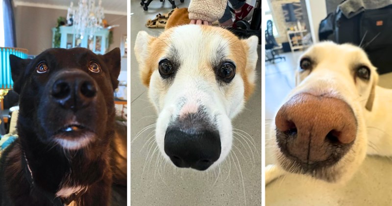 22 dog pictures | thumbnail includes three pictures of dogs