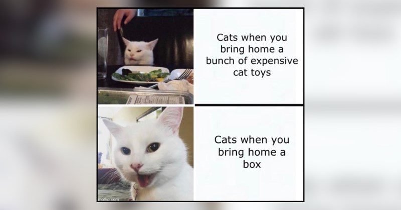 20 cat memes | thumbnail includes one meme and one picture of text including 'Cats when you bring home a bunch of expensive cat toys Cats when you bring home a box' 
