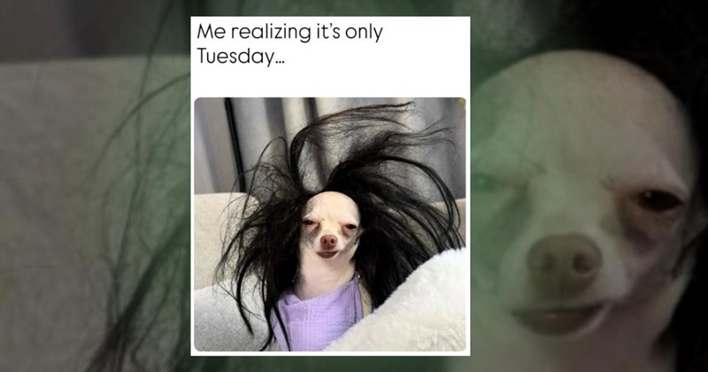 work memes employee job