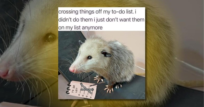 animals memes animal cute