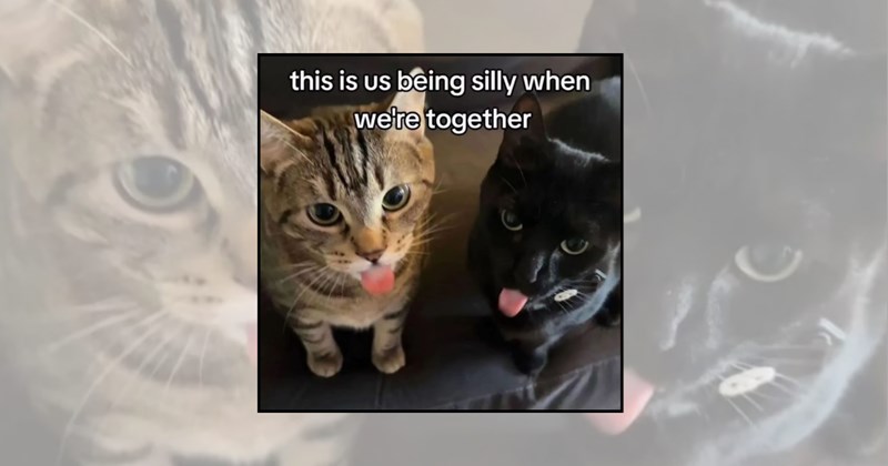funny cat memes cute cat memes friendship lolcats bestie memes cat besties friendship memes best friend memes friends funny cats relatable cat memes Cats cat memes Cats - 45140229