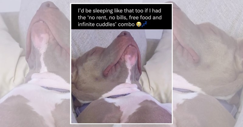 Doggos wholesome dogs cute dogs dog memes cute doggo wholesome memes - 45149189