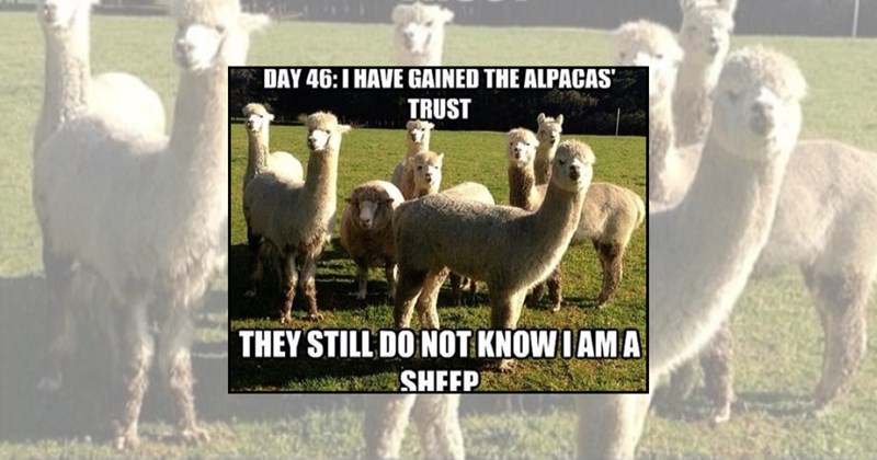 counting sheep cute animal memes cute animals sheep memes sheep funny animal memes animal memes funny animals animals Funny Memes - 45151237