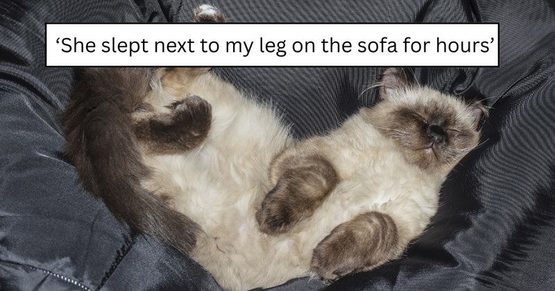 22 pictures of cats and text | thumbnail includes one picture of a cat and one picture of text including '‘She slept next to my leg on the sofa for hours’' 