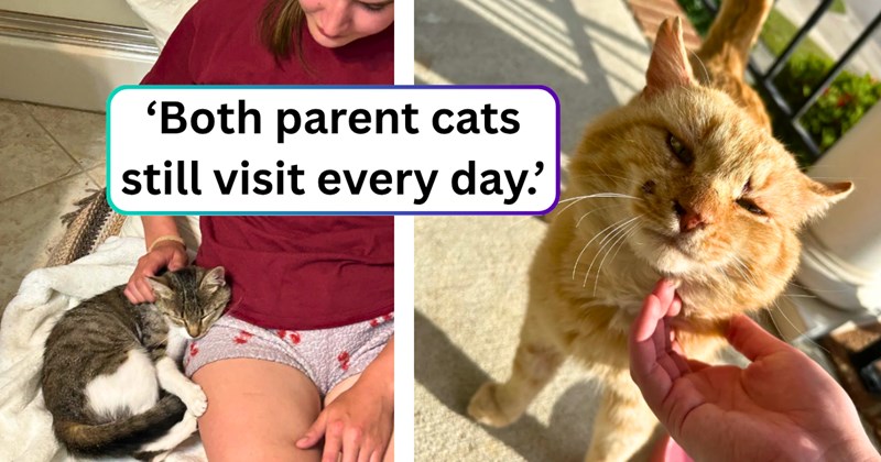 21 text pictures, 9 cat pictures | thumbnail includes two pictures of cats, and ‘Both parent cats still visit every day.’