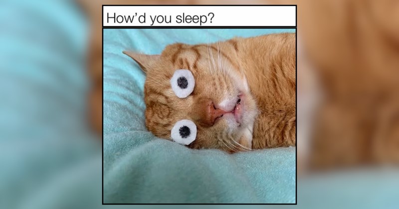 22 Cutesy Kitties Covered in Purr-tastic Furr Patterns 