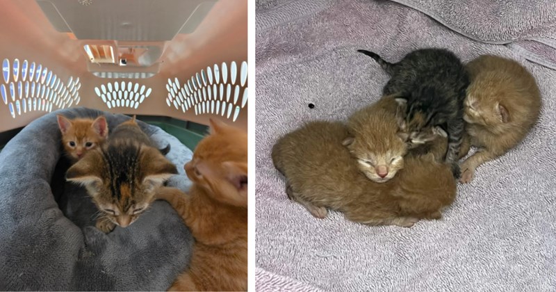Pregnant stray wanders into project car to birth her 4 kittens, couple elated at their luck to adopt 5 new friends: 'Thank you, Cat Distribution System!'
