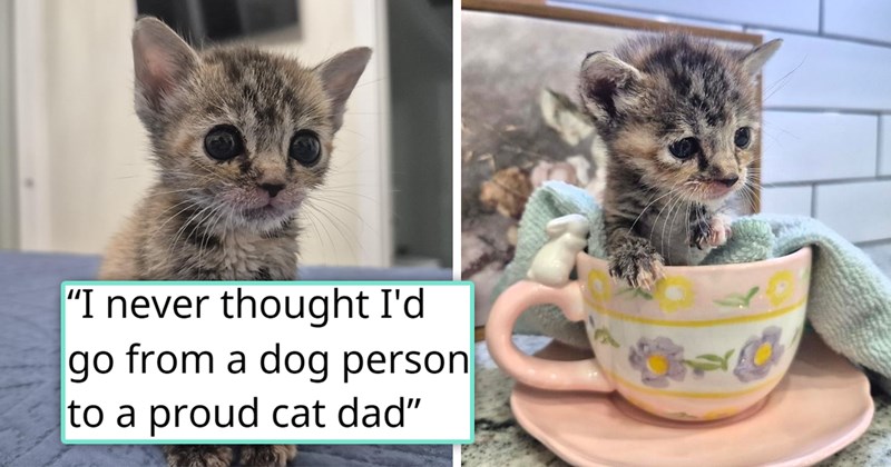 story about a couple who only liked dogs adopting a kitten and becoming cat people | thumbnail includes two picture of a tiny kitten with dark eyes 'I never thought I'd go from a dog person to a proud cat dad'