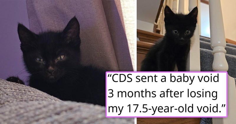 story about a firefighter finding a kitten and giving it to someone who had just lost their cat | thumbnail includes two pictures of a black kitten 'CDS sent a baby void 3 months after losing my 17.5-year-old void'