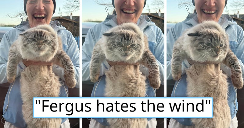 funny pictures and memes of a Scottish cat who hates wind and makes silly faces | thumbnail includes three pictures of a giant fluffy cat grimncing at the wind 'fergus hates the wind'