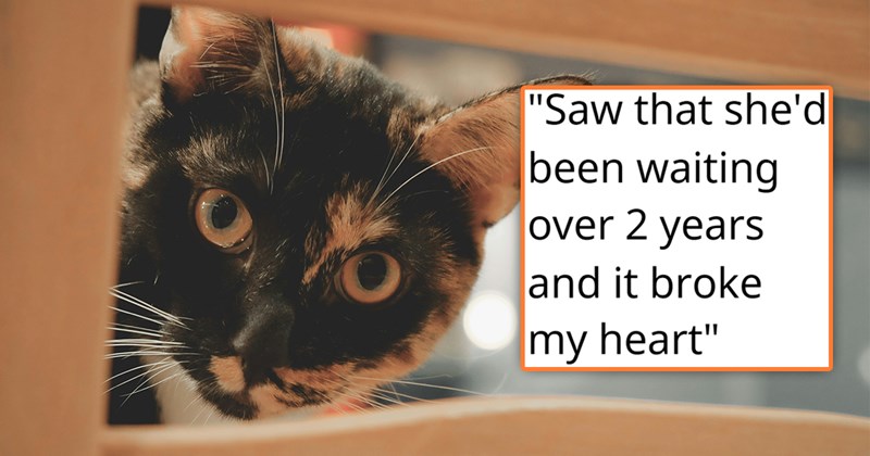 story about someone adopting a cat who's been at the shelter for two years because she's shy | thumbnail includes one picture of a calico cat peeking through a chair 'Saw that she'd been waiting over 2 years and it broke my heart'