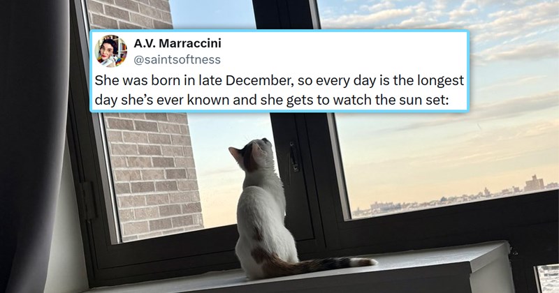 funniest cat tweets of the week | thumbnail includes one picture of a kitten looking at a sunset ansd a tweet 'A.V. Marraccini @saintsoftness She was born in late December, so every day is the longest day she's ever known and she gets to watch the sun set: 1:50 AM - Apr 22, 2026 -1.8M Views 75 5.9K 128K 3.2K'